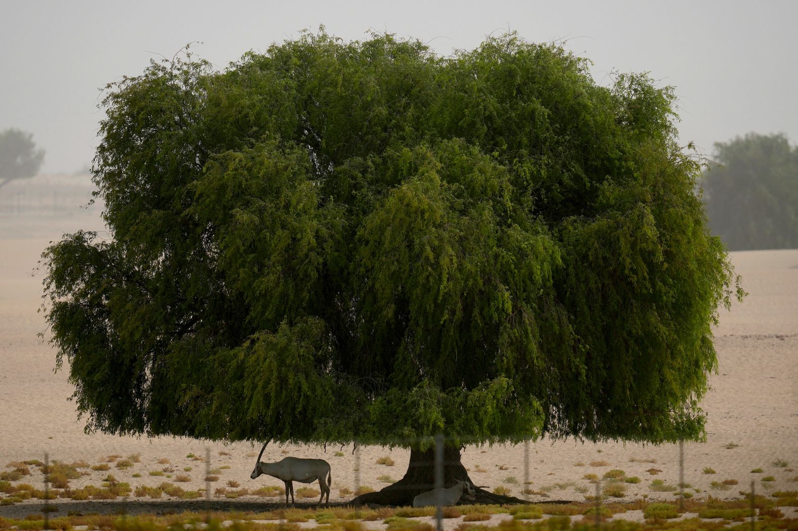 Arabian oryxes are herbivores, eating desert grasses and <a href="https://animaldiversity.org/accounts/Oryx_leucoryx/" target="_blank">shrubs</a>. Attuned to their environment, they can detect <a href="https://www.ead.gov.ae/en/Discover-Our-Biodiversity/Mammals/Arabian-oryx" target="_blank">rainfall and plant growth</a> from up to <a href="https://www.ead.gov.ae/en/Discover-Our-Biodiversity/Mammals/Arabian-oryx" target="_blank">56 miles (90 km) away</a> – often wandering long distances in search of pasture. But, according to <a href="https://www.iucnredlist.org/species/15569/50191626#threats" target="_blank">the IUCN</a>, their mobility can also leave them vulnerable, as they wander outside protected areas. Here, an Arabian oryx takes refuge in the shade of a tree in a conservation area in Dubai, United Arab Emirates in 2023.