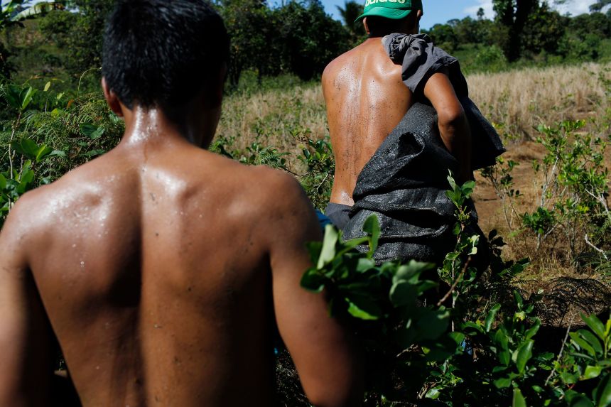 Робітники йдуть по полю з сумками для перенесення листя коки, яке використовується для виготовлення кокаїну, в Самугарі, Перу, червень 2015 року.