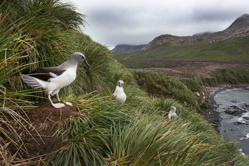 A grey-headed albatross colony in Elsehul, South Georgia. According to the report, these bird species are endangered primarily due to incidental capture in longline fisheries.