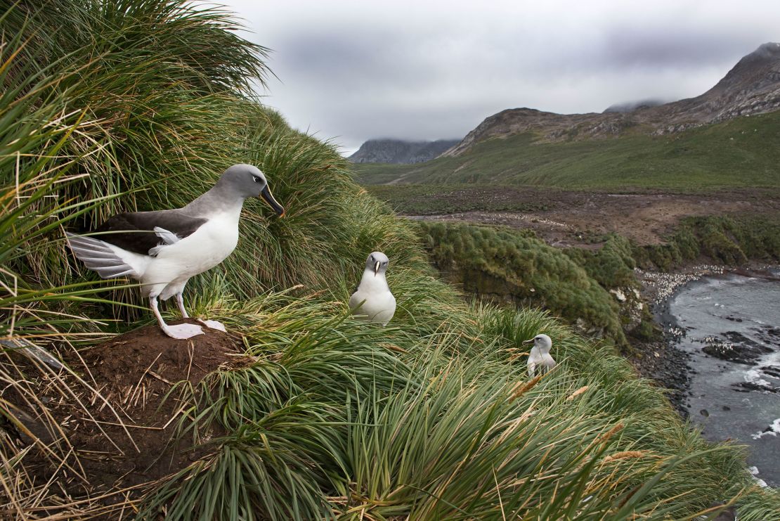 A grey-headed albatross colony in Elsehul, South Georgia. According to the report, these bird species are endangered primarily due to incidental capture in longline fisheries.