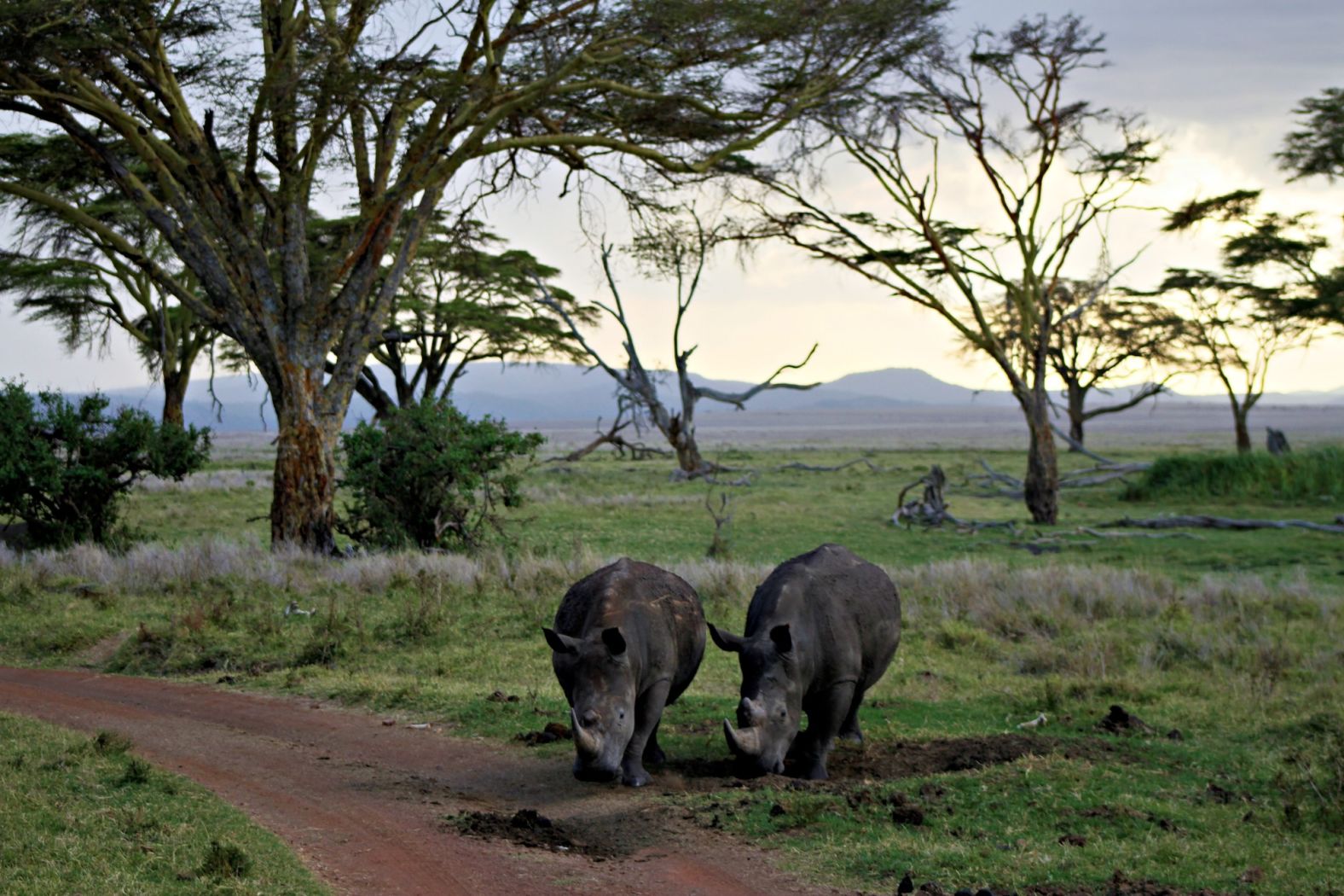 Other conservation initiatives have focused on engaging <a href="https://www.savetherhino.org/what-we-do/involving-communities/" target="_blank">local communities</a>, to inspire them to protect their wildlife. The two rhinos pictured are seen at the <a href="https://www.cnn.com/world/africa/earthranger-track-wildlife-kenya-spc/index.html">Sera Rhino Sanctuary</a> in Kenya, which was established in 2015 with the transfer of 10 black rhinos from other parts of the country. Working alongside the Kenyan Wildlife Service, this was the first time a local community in East Africa was responsible for the protection and management of a black rhino population, according to the charity <a href="https://www.savetherhino.org/our-work/protecting-rhinos/rhinos-return-to-samburu/" target="_blank">Save the Rhino</a>.