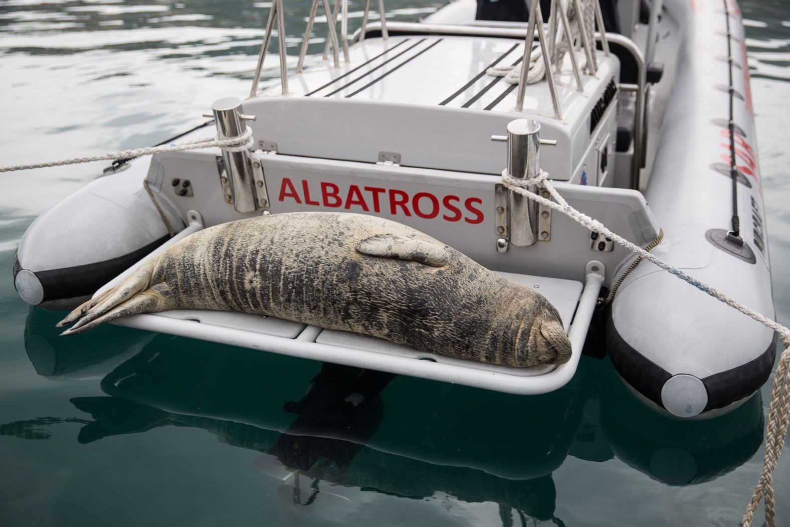 Efforts to protect the species have included establishing marine protected areas around key habitats, such as pupping caves; restricting fishing gear and relocating some dangerous fishing practices to reduce bycatch; and raising awareness of the species among the public and fishing communities. Ithas also been granted strong legal protections under various national and international laws and conventions.