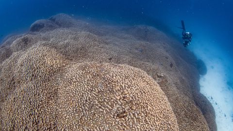 A diver swims alongside the world’s largest coral colony in the Solomon Islands.