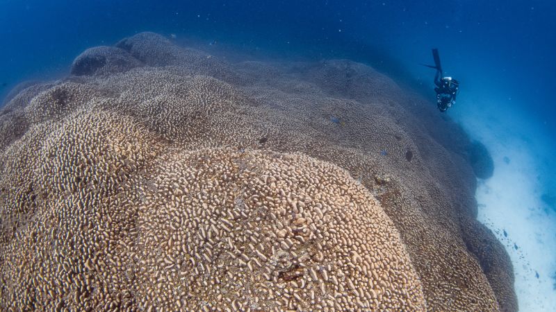 Scientists discover the world’s largest coral — so big it can be seen from space | CNN