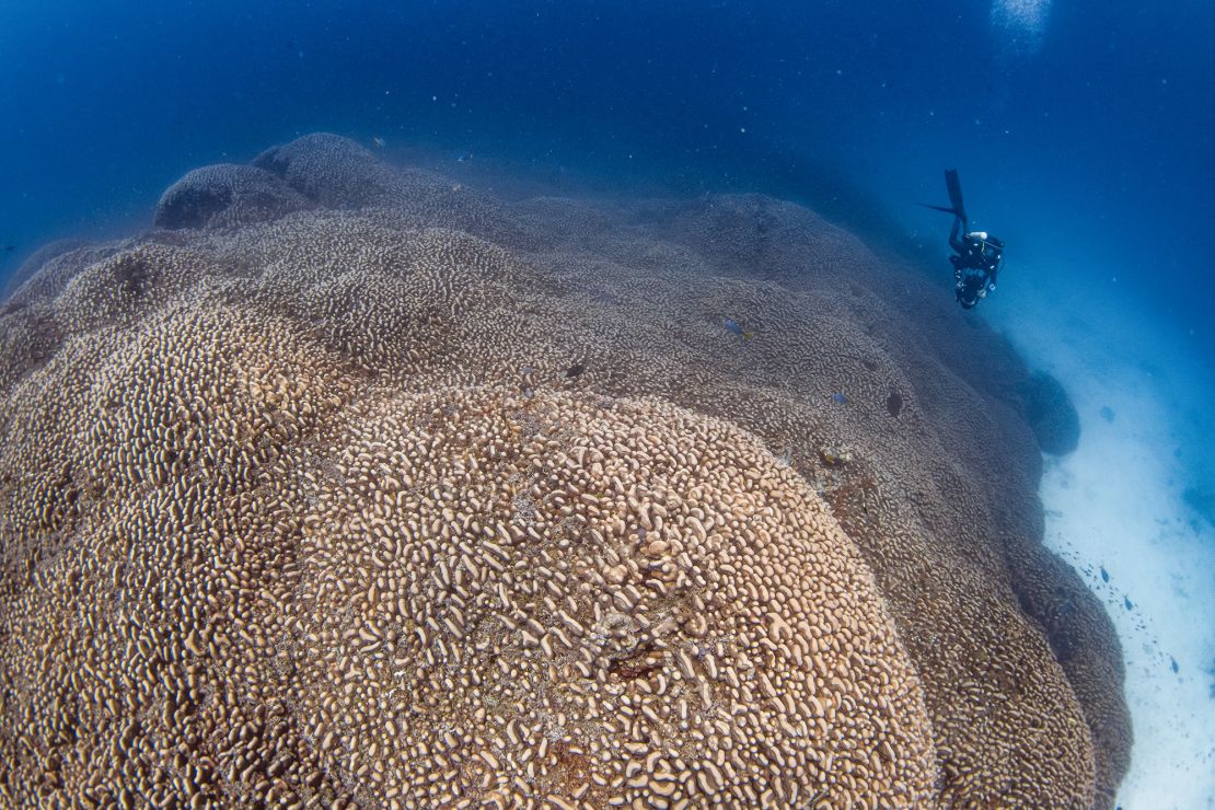 A diver swims alongside the mega coral, which is made up of nearly 1 billion polyps.