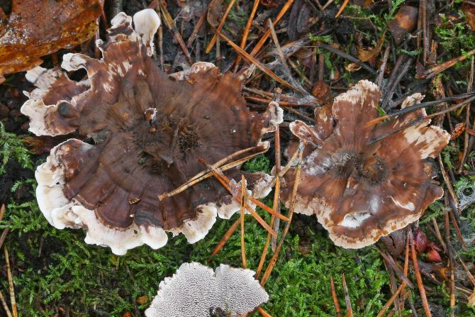 Phellodon castaneoleucus, an intriguing new species of fungi found in wooded heathland near Royal Turbridge Wells, England, features teeth-like structures instead of gills.