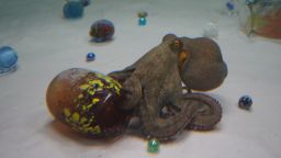 Octopuses are drawn to narrow spaces and can often be found in empty ceramic pots.