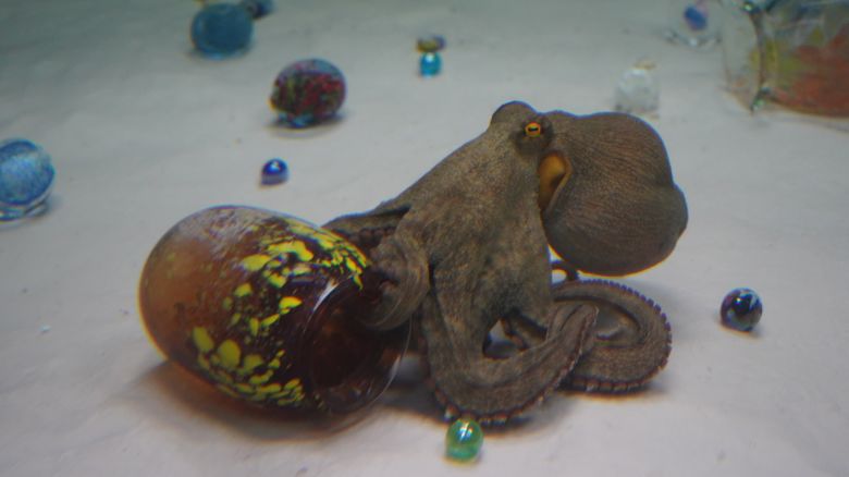 Octopuses are drawn to narrow spaces and can often be found in empty ceramic pots.