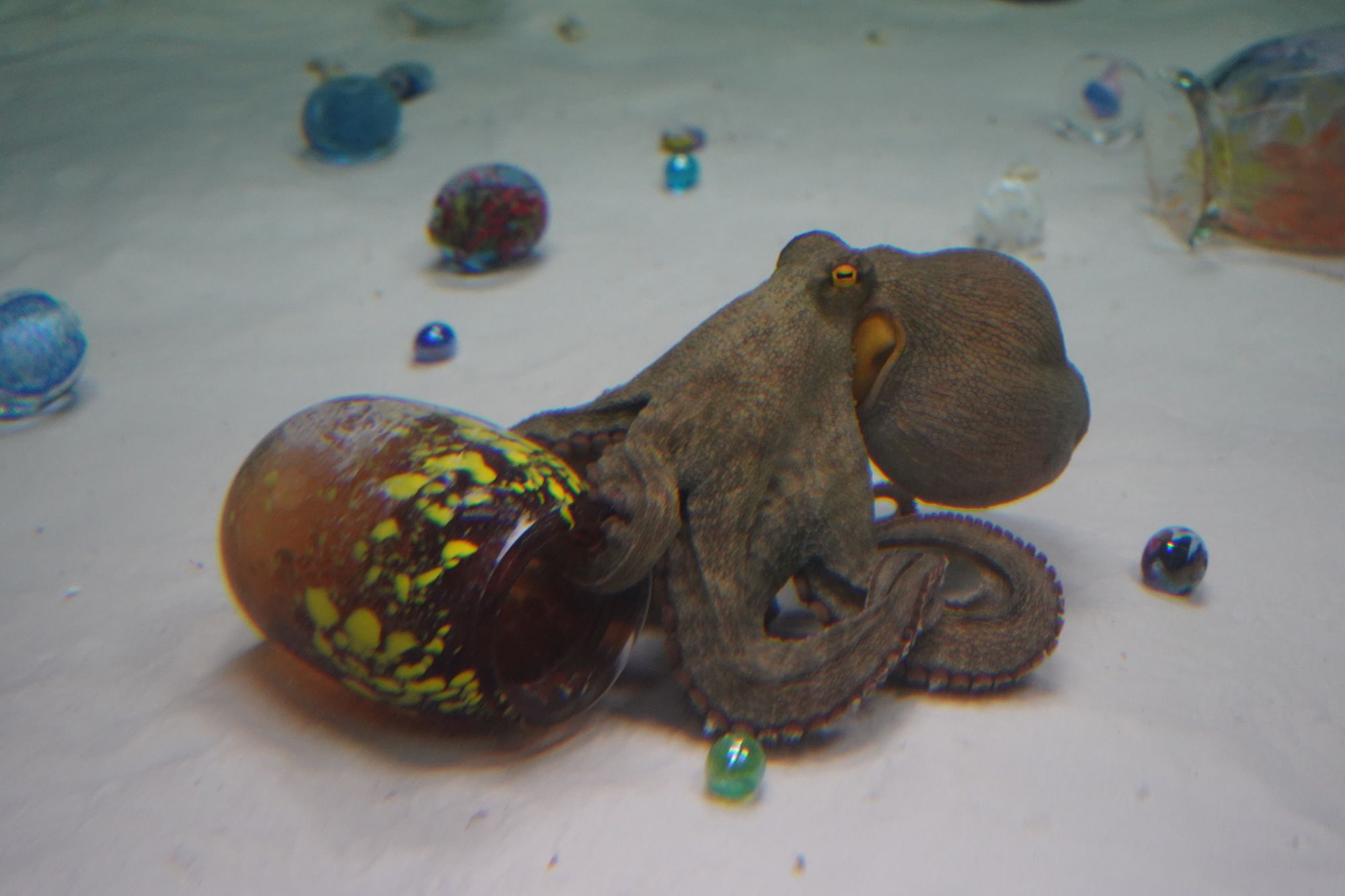 Octopuses are drawn to narrow spaces and can often be found in empty ceramic pots.