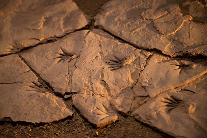 <strong>Ancient inhabitants:</strong> Animal tracks dating back millions of years are on view in a Permian Trackways exhibit at the Museum of Nature & Science in Las Cruces.