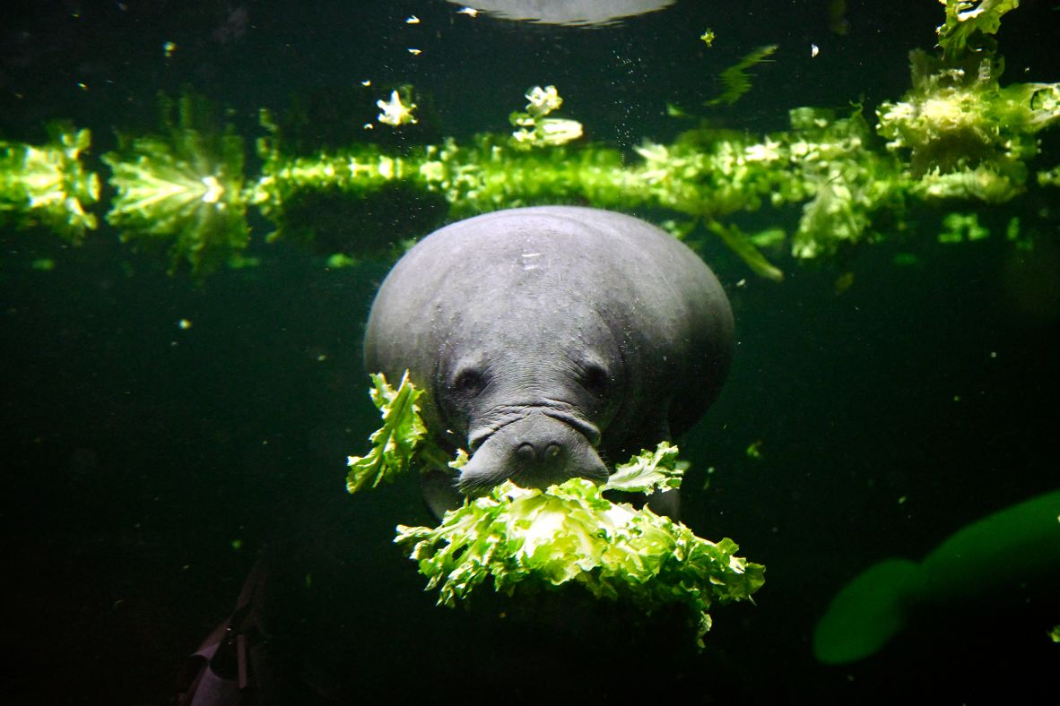 A sea cow eats inside its enclosure at the Duisburg Zoo in Germany on Wednesday, July 9.