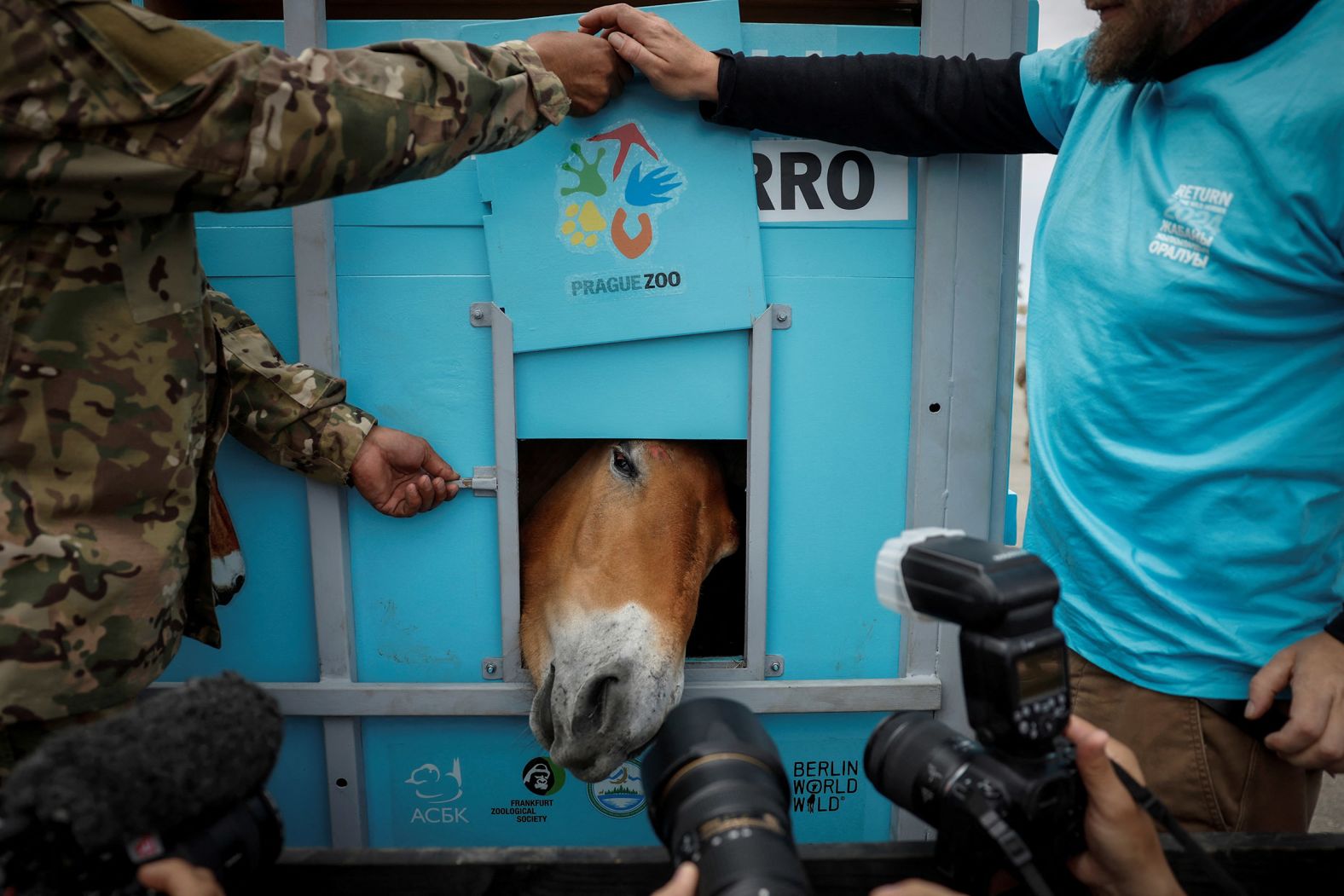 The most recent success story is in Kazakhstan, where seven Przewalski’s horses were transported from Prague and Berlin zoos <a href="index.php?page=&url=https%3A%2F%2Fwww.zoopraha.cz%2Fen%2Fabout-zoo%2Fnews%2F14768-prague-zoo-transported-first-przewalski-s-horses-to-the-steppes-of-kazakhstan%23%3A%7E%3Atext%3DFirst%2520three%2520Przewalski%26apos%3Bs%2520horses%2520were%2Cin%2520Arkalyk%2520in%2520Central%2520Kazakhstan" target="_blank">in June this year</a>, including this horse, on its way to the Alibi field station and reintroduction center on June 4, 2024. They were flown in Czech military aircrafts to Kazakhstan and transported to the<strong> </strong>“Golden Steppe,” where they have begun adapting to the wild. “To see the first horses actually run out of the box, people were crying,” recalls Mašek, who was present in Kazakhstan for the reintroduction. “It was amazing, a once in a lifetime experience.” The big test will come in winter, he adds, when the horses will have to dig beneath the snow for food.