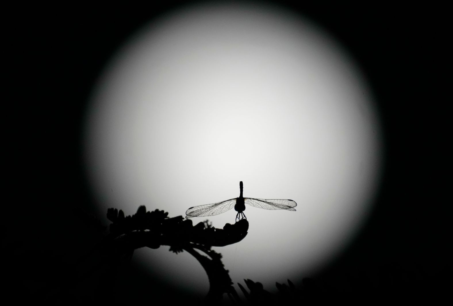 A dragonfly is seen with the last supermoon of the year behind it in Naypyitaw, Myanmar.