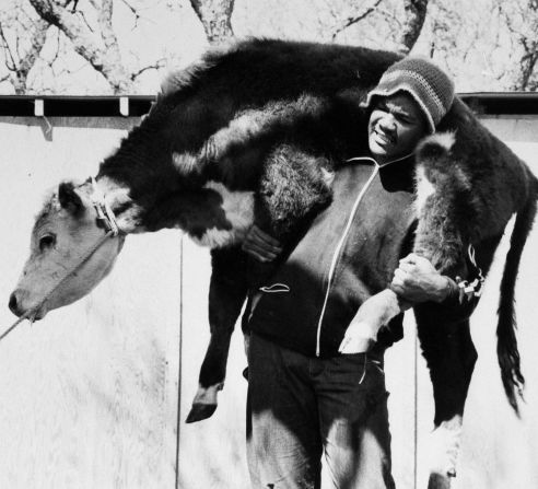 Foreman hoists a steer on his shoulders in 1975.