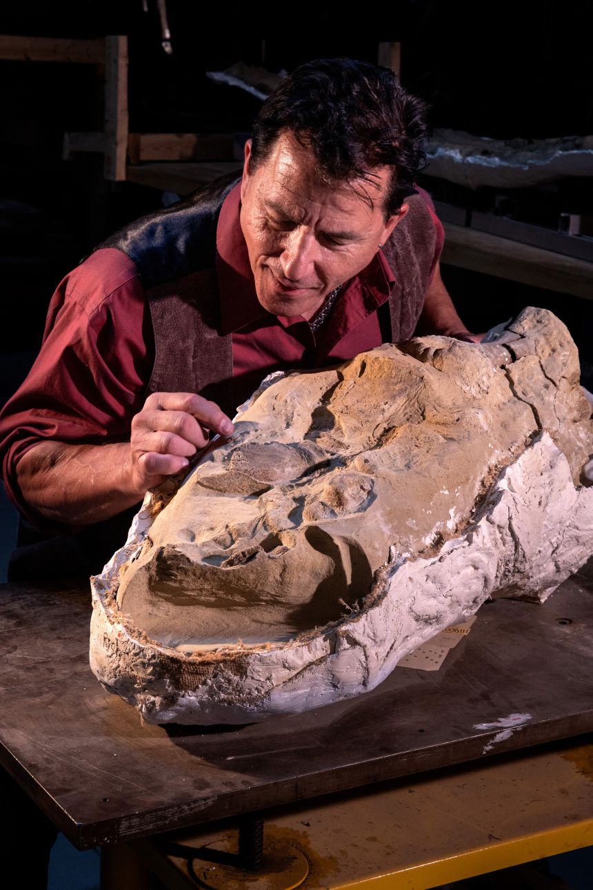 Lead study author Paul Sereno of the University of Chicago marvels at the preserved hooves on the foot of an adult mummy of Edmontosaurus.