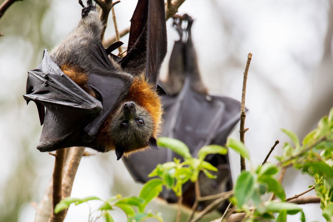 Migrating bats act as pollinators for more than 500 flowering plant species, the report says.