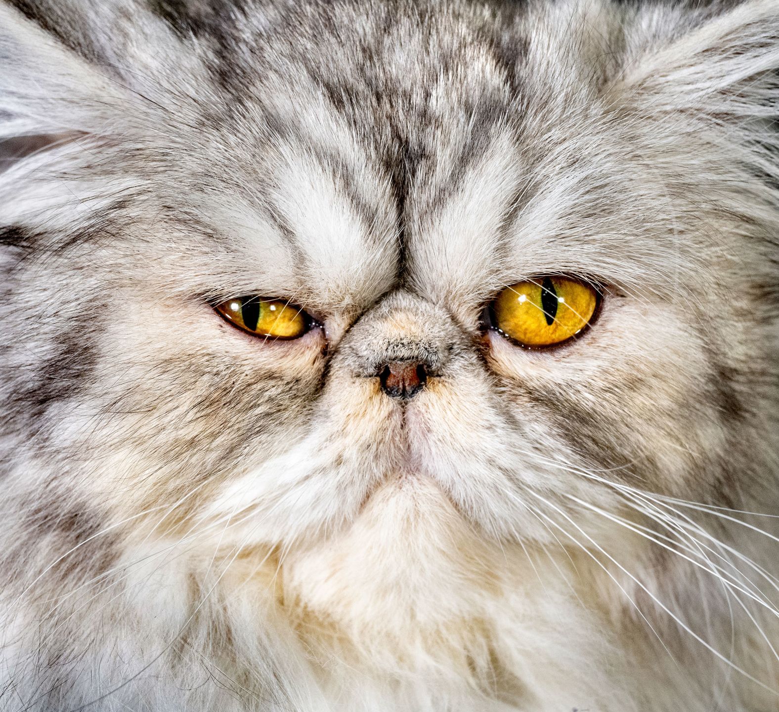 Lily, a pewter bicolor Persian cat, has her portrait taken during a cat show in Walsall, England, on Saturday, February 3.