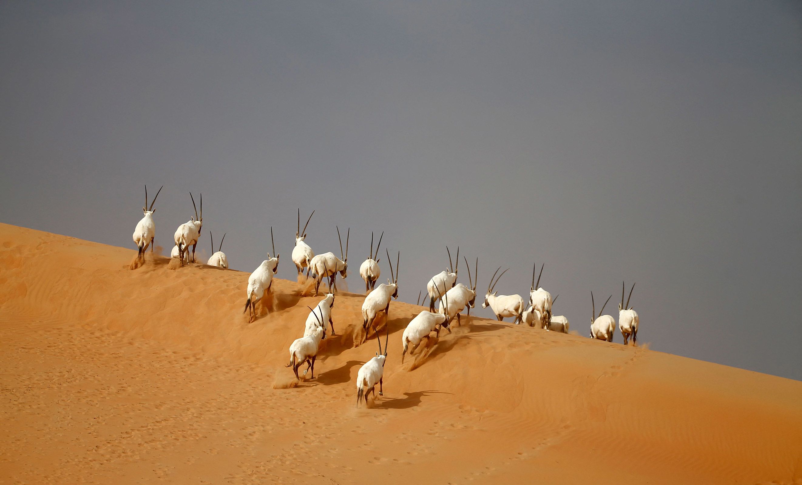 Plans for reintroducing Arabian oryx in Iraq, Kuwait, and Syria