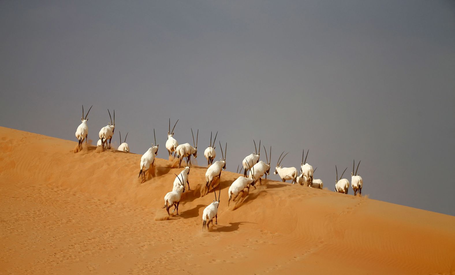 In attempt to restore the Arabian oryx to its historic range, reintroductions in <a  target="_blank">Iraq</a>, <a  target="_blank">Kuwait</a> and <a  target="_blank">Syria</a> have been proposed. Conservationists are monitoring the captive populations in these countries with the hope of establishing stable herds there in the future. In this picture, Arabian oryx are seen at the Arabian Oryx Sanctuary in Umm Al-Zamool, some 290 kilometers (180 miles) south of Abu Dhabi, United Arab Emirates in 2016.