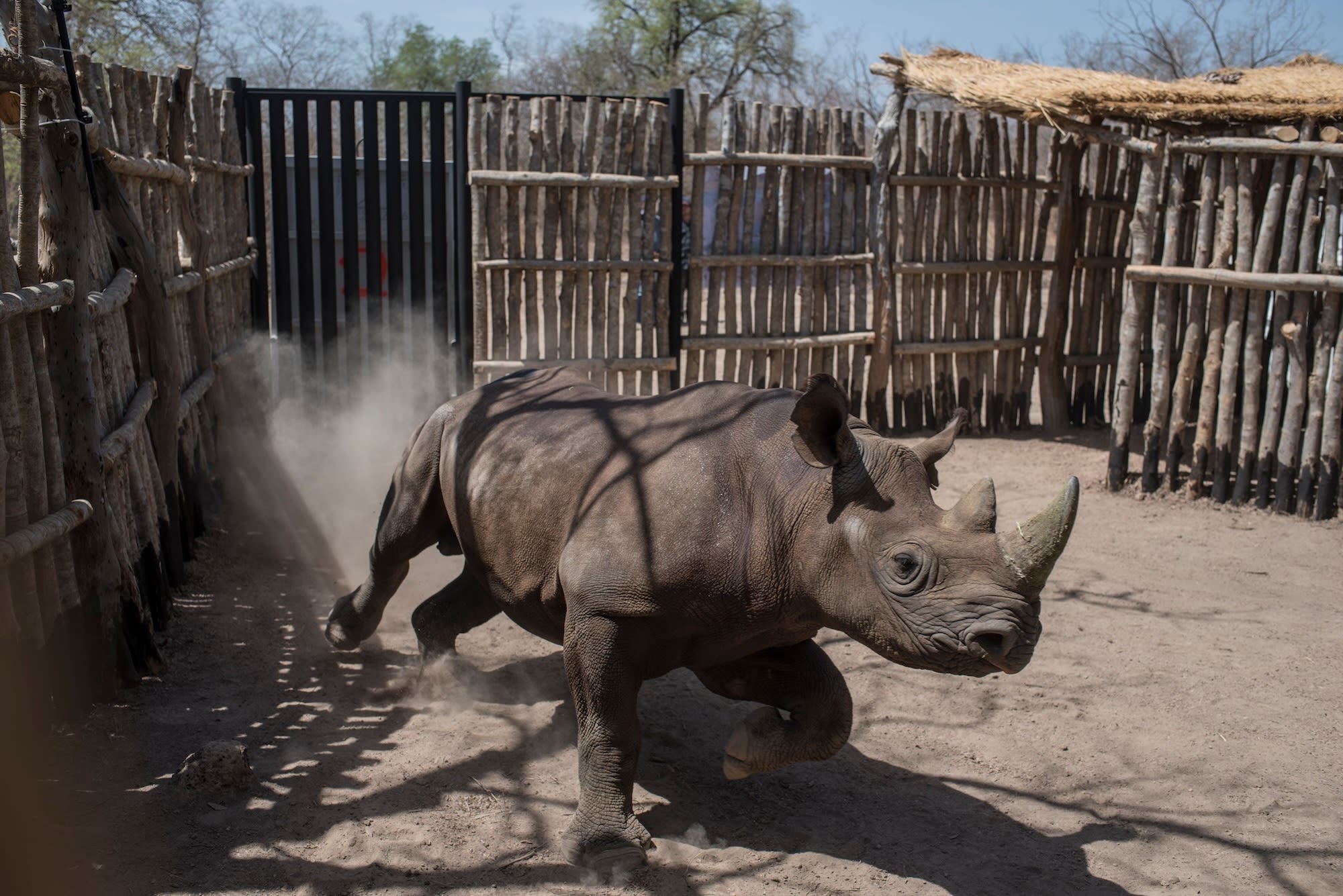 This picture from 2018 shows a black rhino in a holding sanctuary, being reintroduced to Zakouma National Park in Chad – the first time the species had been seen in the country since it was <a href="https://www.africanparks.org/wild-black-rhinos-return-chad-after-50-year-absence" target="_blank">declared extinct</a> in 1972. A <a href="https://bioone.org/journals/african-journal-of-wildlife-research/volume-54/issue-1/056.054.0081/Conservation-Impacts-and-the-Future-of-the-Black-Rhinoceros-Diceros/10.3957/056.054.0081.short?tab=ArticleLink" target="_blank">2024 study</a> estimates that without any conservation measures, the population of African black rhinos would have dipped below 300 individuals in 2022. The authors also predict that there will be almost 9,000 black rhinos in 2032 if conservation interventions are maintained. This highlights the importance of sustaining efforts to expand black rhino habitats, continue relocation programs and ensure effective protection of population ranges.