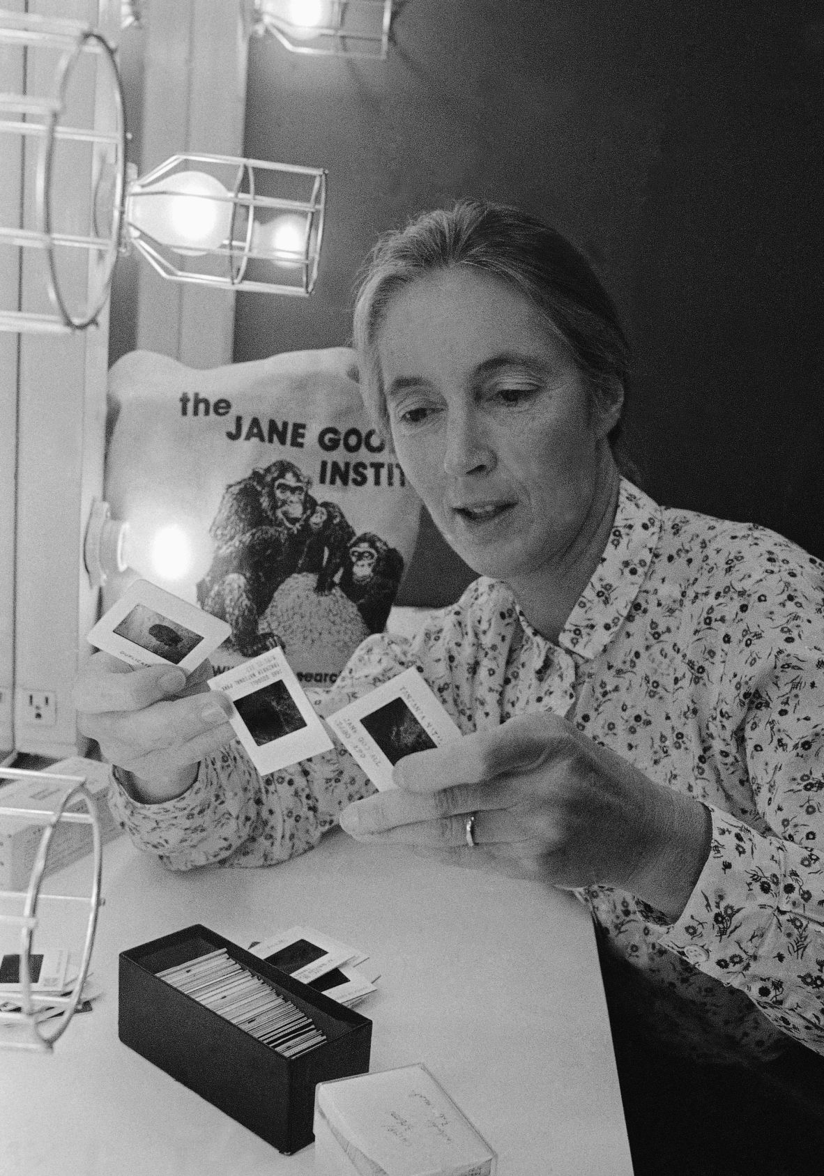 Goodall goes through slides before making a presentation in Chicago in 1982.