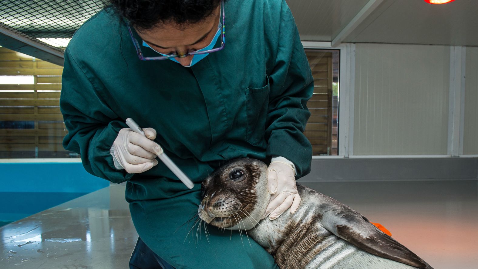 MOm, one of the NGOs working to protect the seal, maps habitats, monitors populations and runs a dedicated rehabilitation center for orphaned or injured seals. It has also been working to change public attitudes. “The fishermen used to see us as enemies – now they’re becoming a part of our network,” says Tsiakalos.