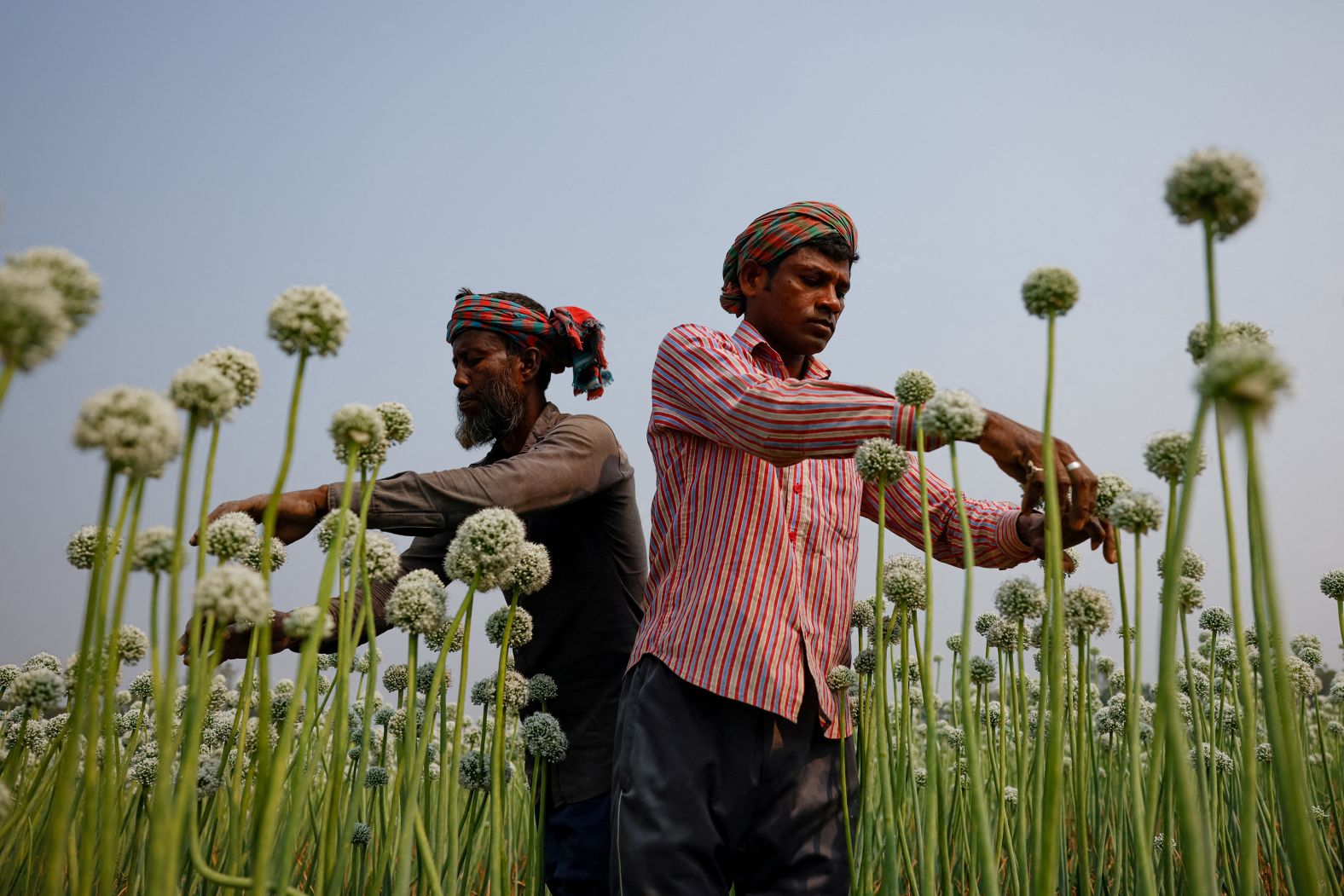 Workers at a farm in Faridpur, Bangladesh, gently rub their hands on onion flowers for pollination on Wednesday, February 19.