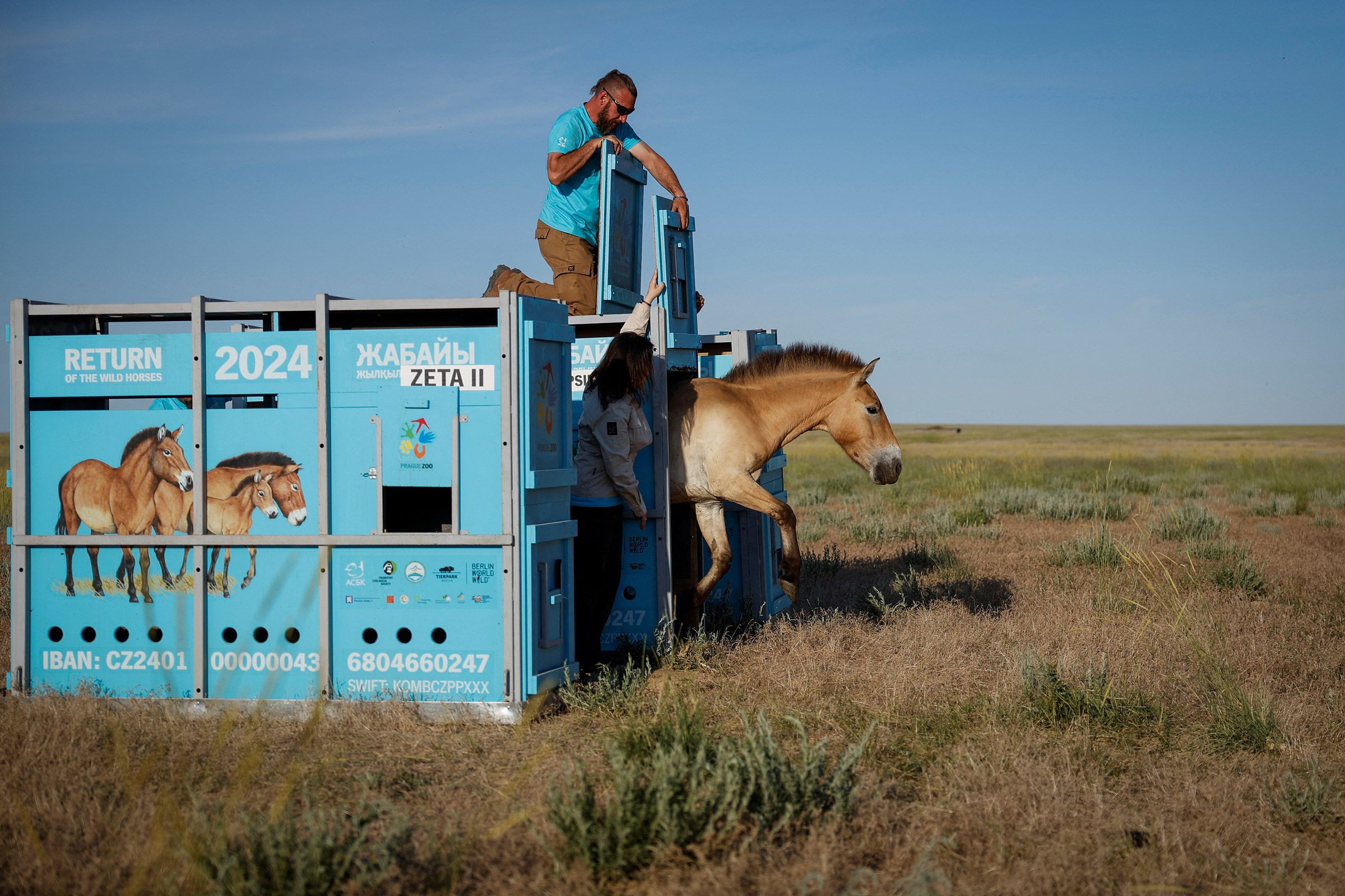 Returning the horses to Kazakhstan, including this one released into an acclimatization enclosure on June 4, 2024, was not all plain sailing, says Mašek. Zoo representatives have dealt with floods destroying the reintroduction center (an eight-hour journey from the nearest airport), a military plane breaking down, and the challenge of communicating the importance of preserving the horses in the wild. But, in the end, “it just clicked,” he says. “When the horses were running away from us into the steppe, the second and third one, they did this circle and looked at us, and it almost looked like they said, ‘thank you.’”