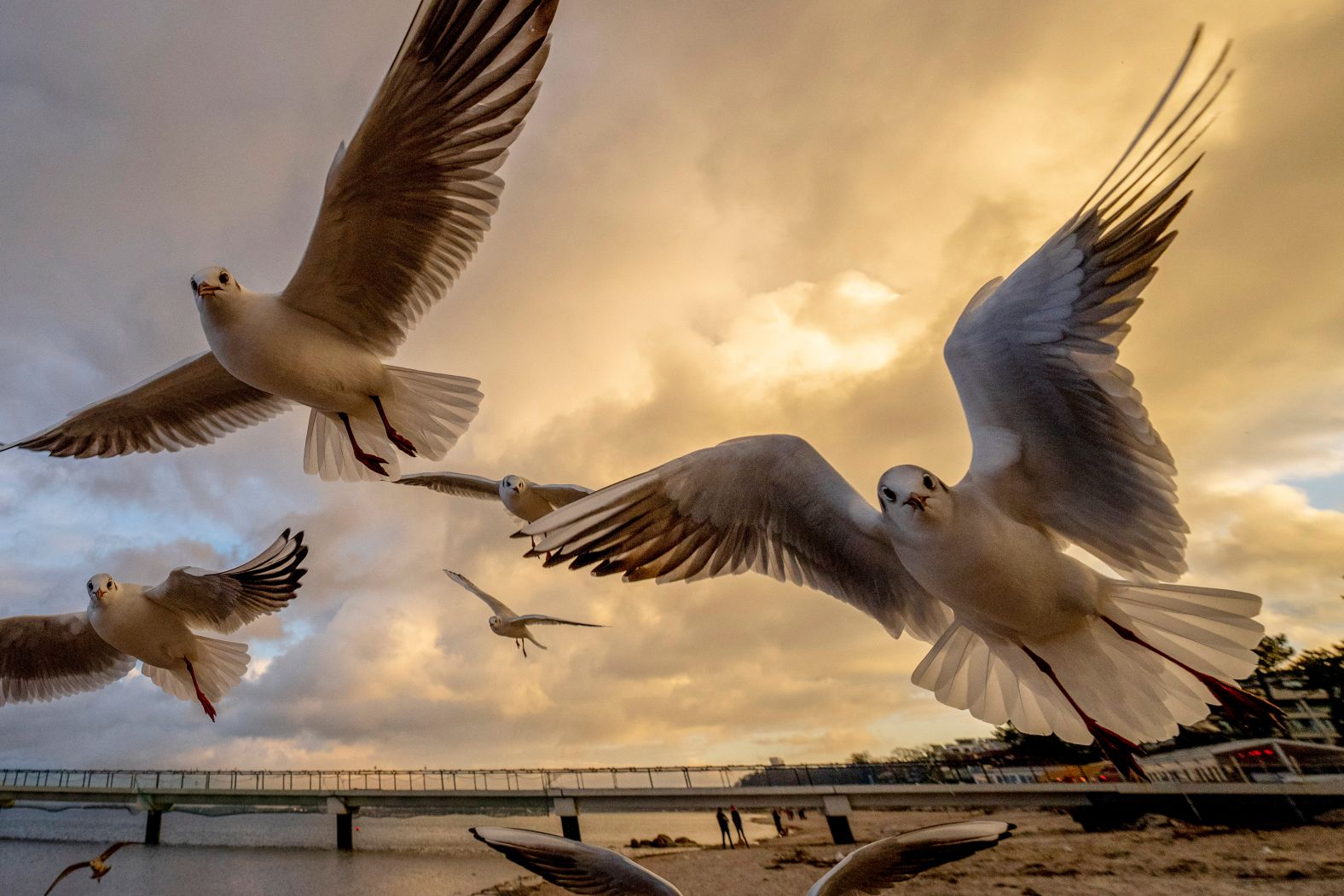 Seagulls fly near the Baltic Sea in Scharbeutz, Germany, on Friday, January 10.