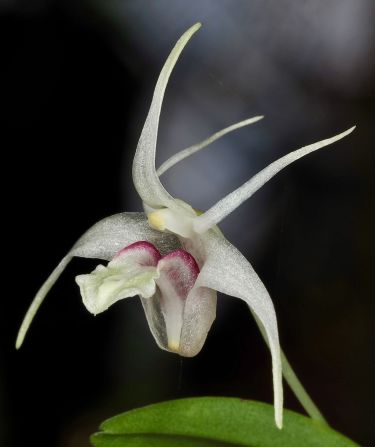 Botanists from the UK's Royal Botanic Gardens, Kew, formally identified five new orchid species across the Indonesian archipelago, including Dendrobium cokronagoroi (pictured).