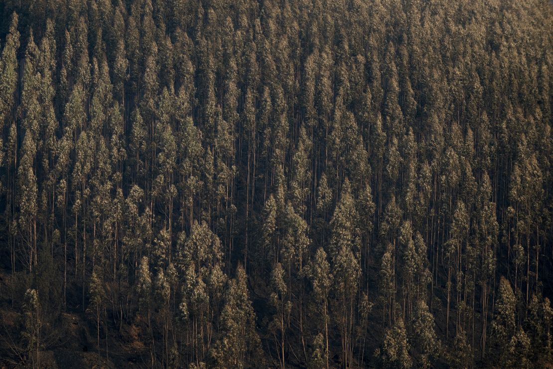 Burned out trees in a forest near the city of Agueda on September 19.