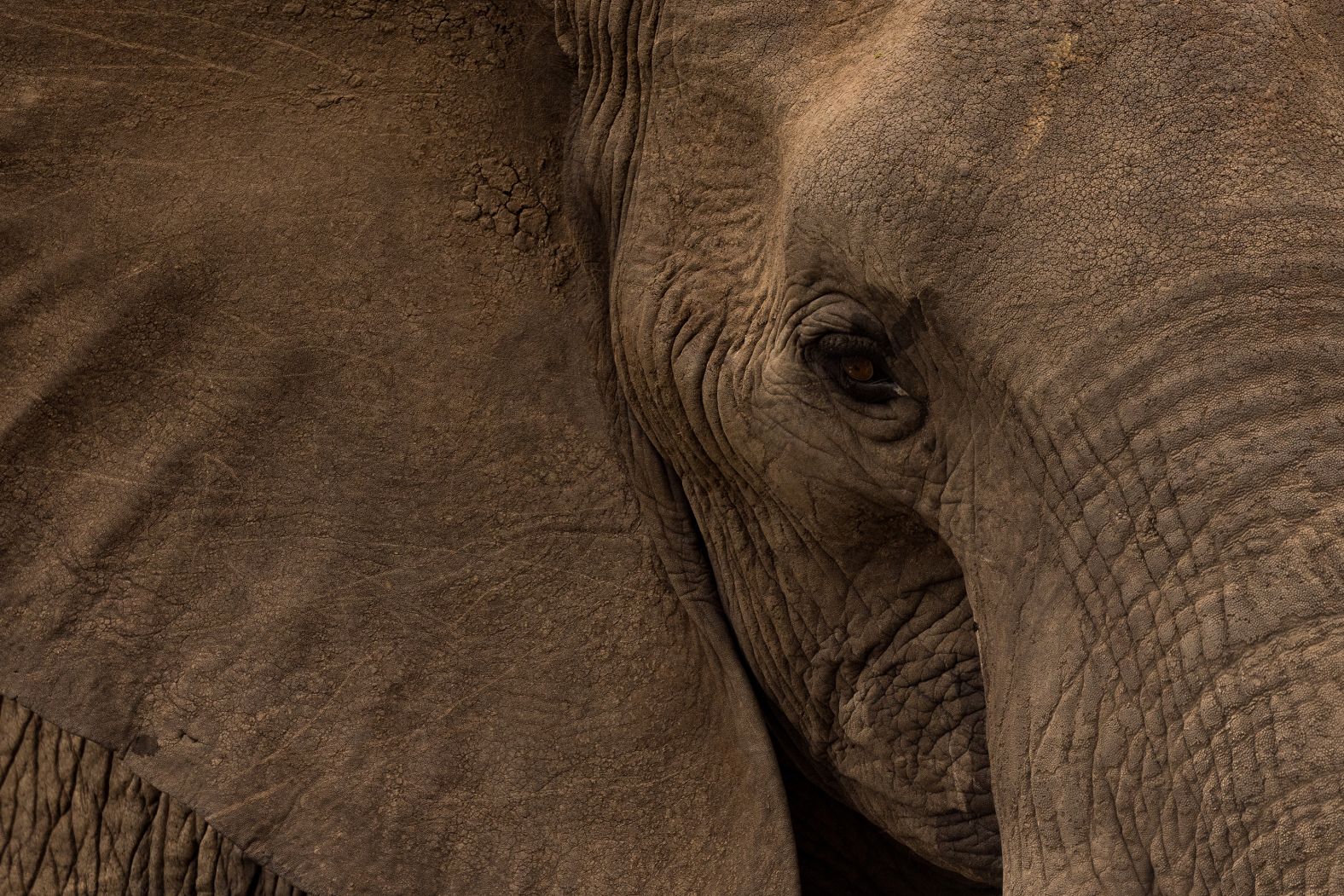 An elephant is photographed in Maruleng, South Africa, on Saturday, December 28.