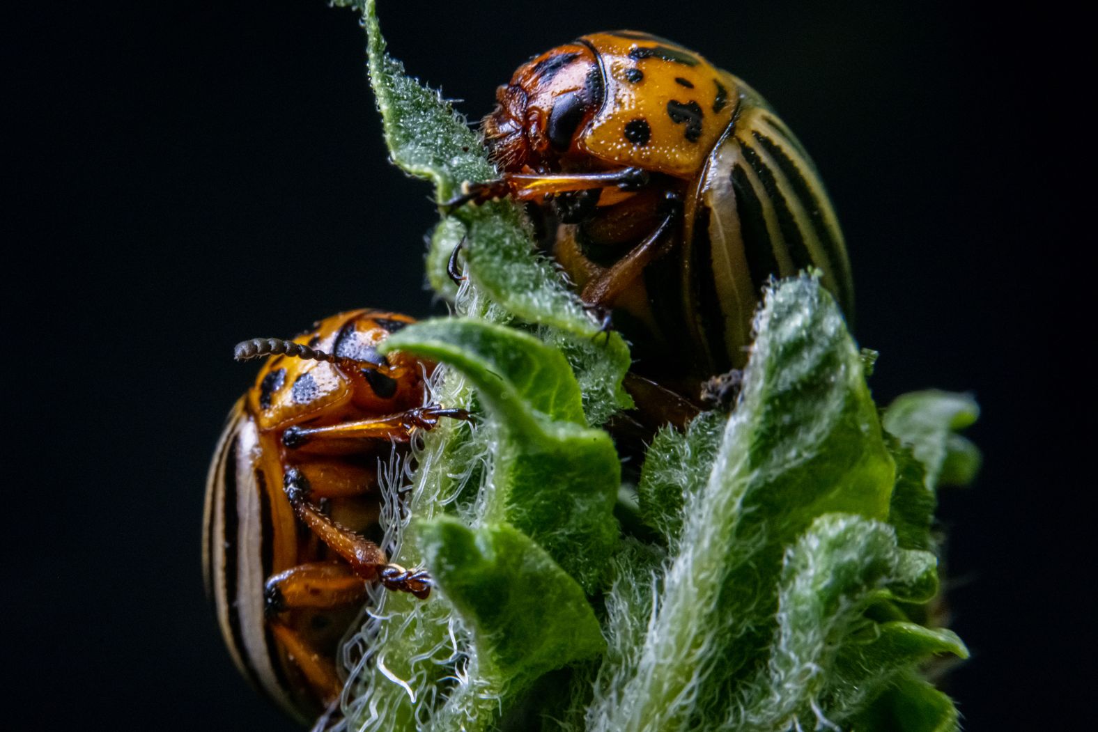 Potato beetles are viewed at a laboratory at Ankara University in Turkey on Sunday, January 19.