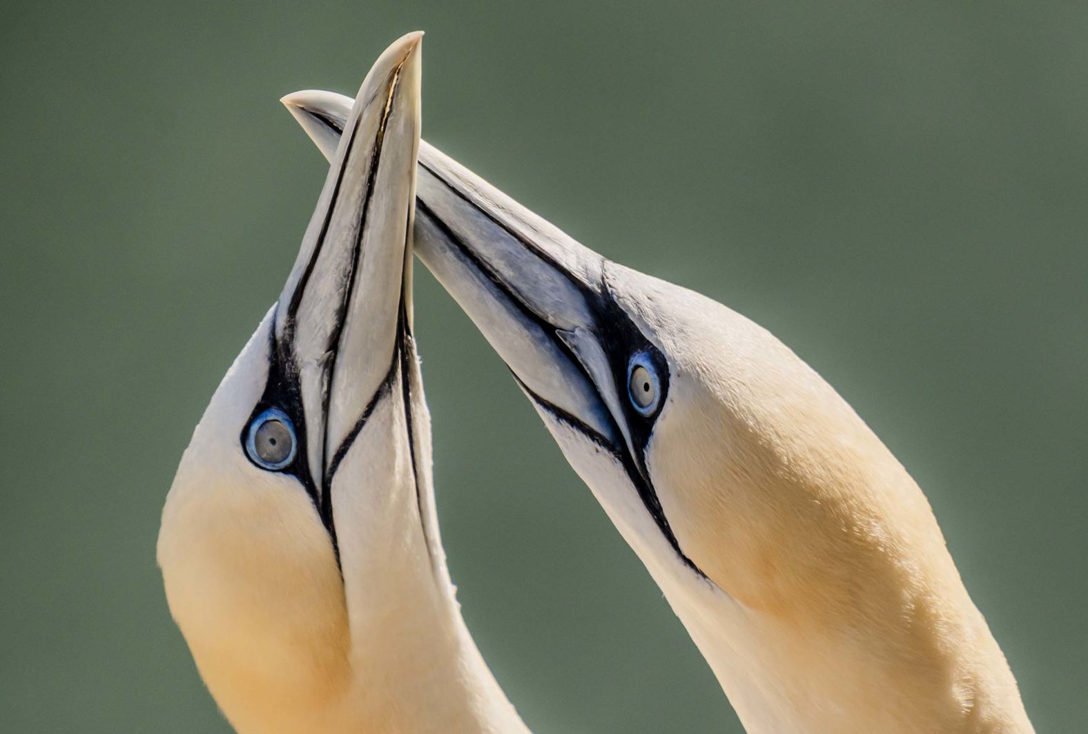 Nesting gannets are photographed at the Bempton Cliffs in the Yorkshire area of England on Wednesday, August 27.