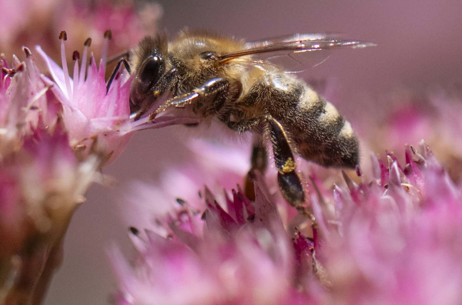 A bee searches for nectar on a flower in Frankfurt am Main, Germany, on Friday, September 19.