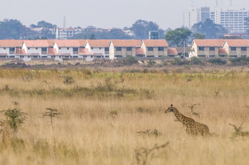 A giraffe lives in the long grass of Nairobi National Park, a fenced reserve bordering Kenya's capital.