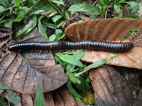 They were pleasantly surprised to find the millipede, the longest specimen of which measured 27.5 centimeters (10.8 inches) long.