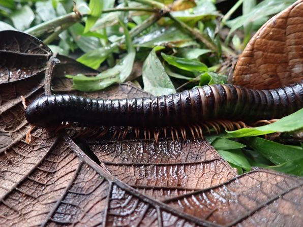 Spirostreptus sculptus, a species of giant millipede, has been recorded in Makira Natural Park, Madagascar, after not being documented by scientists for 126 years. It was spotted by a scientific expedition, led by conservation organization Re:wild, which aims to locate species that have not been recorded for more than a decade, hoping that by removing data deficiencies it will be able to help prevent species extinction.