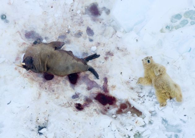 Pål Hermansen’s photograph of a polar bear and dead walrus on Svalbard won the drone award.