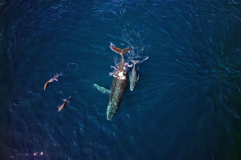 While the population of the iconic humpback whale has increased, after centuries of hunting, the report calls for strong conservation efforts worldwide.