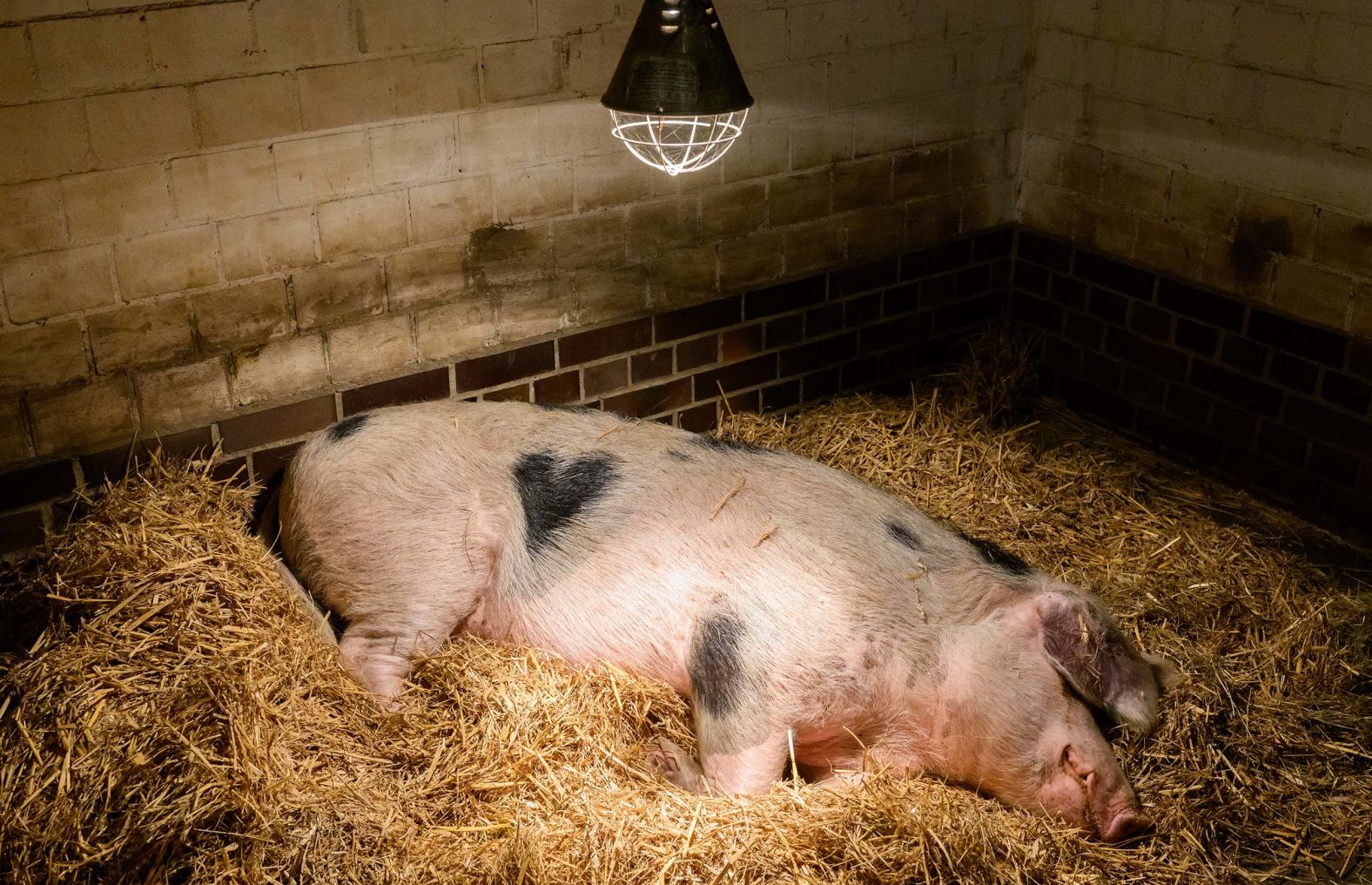 Wilma, a Bentheim pig with a heart-shaped spot, lies in the Hanover Zoo in Germany on Wednesday, October 8. Zookeepers call her “little heart.”