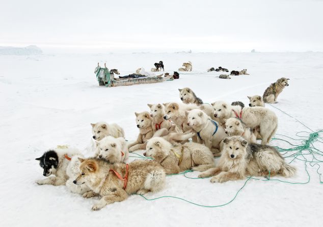 Inuit hunters in northwest Greenland still travel by dog sleds in winter. Hunting seal, walrus and other Arctic animals is still a vital part of life there and a main source of food for many households.