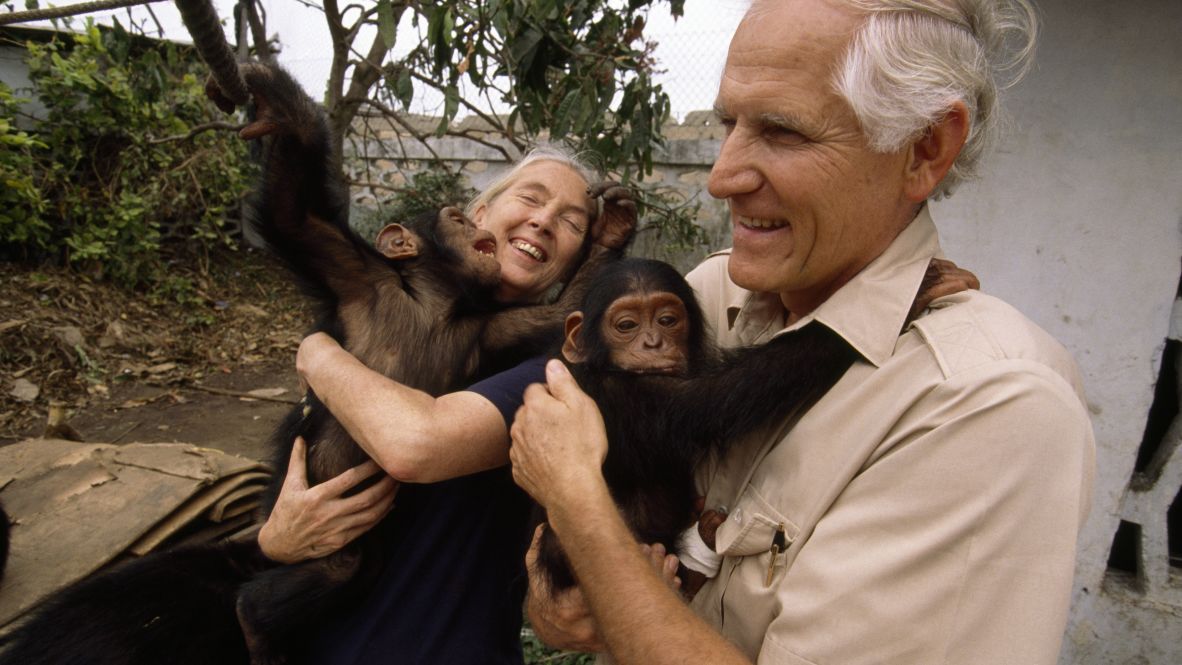 Goodall and Conoco vice president Max Pitcher hold chimpanzees in the Republic of Congo. Conoco partnered with Goodall in the early '90s to build a sanctuary for orphaned and injured chimpanzees.