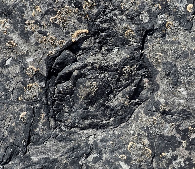 Cross section of stump