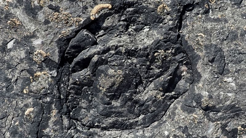 Учени работещи в югозападна Англия откриха най старата фосилизирана гора известна