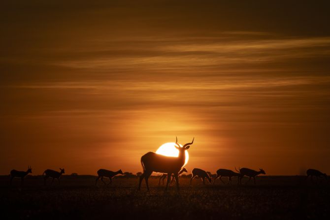 The black lechwe (pictured above) is one of the many species endemic to the region and dependent on the Chambeshi River for survival. Understanding the Congo basin and its ecosystems is crucial for scientists and local communities to preserve these areas and build resilience against climate change.