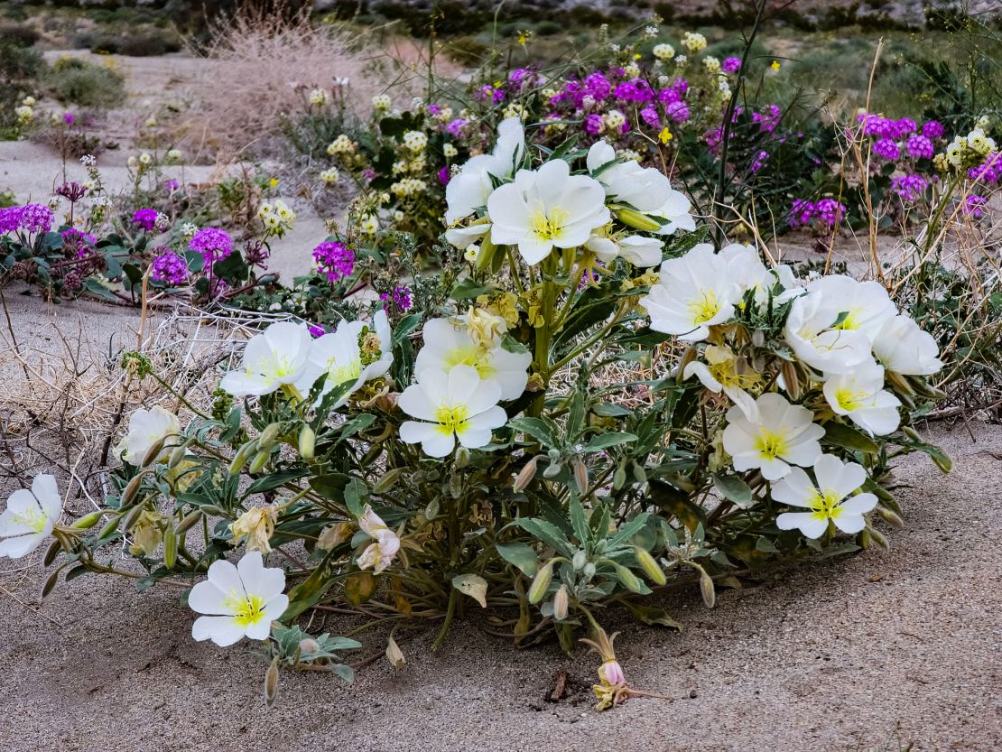 Desert sand verbena and dune evening primrose wildflowers bloom in Anza-Borrego Desert State Park's Coyote Canyon on Thursday, March 14.