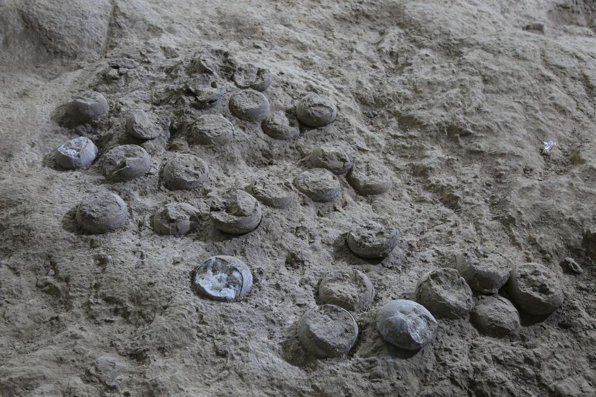 The dinosaur egg clutch contained 28 eggs. Most of the eggs in the Qinglongshan site belong to the species Placoolithus tumiaolingensis.