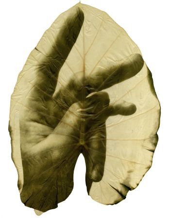 Spanish artist Almudena Romero is known for creating artworks that use plants as her medium. She created this image from her series “The Pigment Change” by placing a photographic negative onto a leaf. <strong>Look through the gallery to see more of her works.</strong>