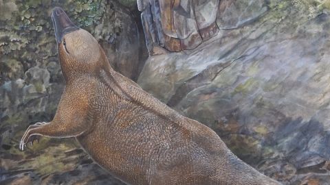 An artist’s impression of Kryroryctes at Dinosaur Cove, Victoria.